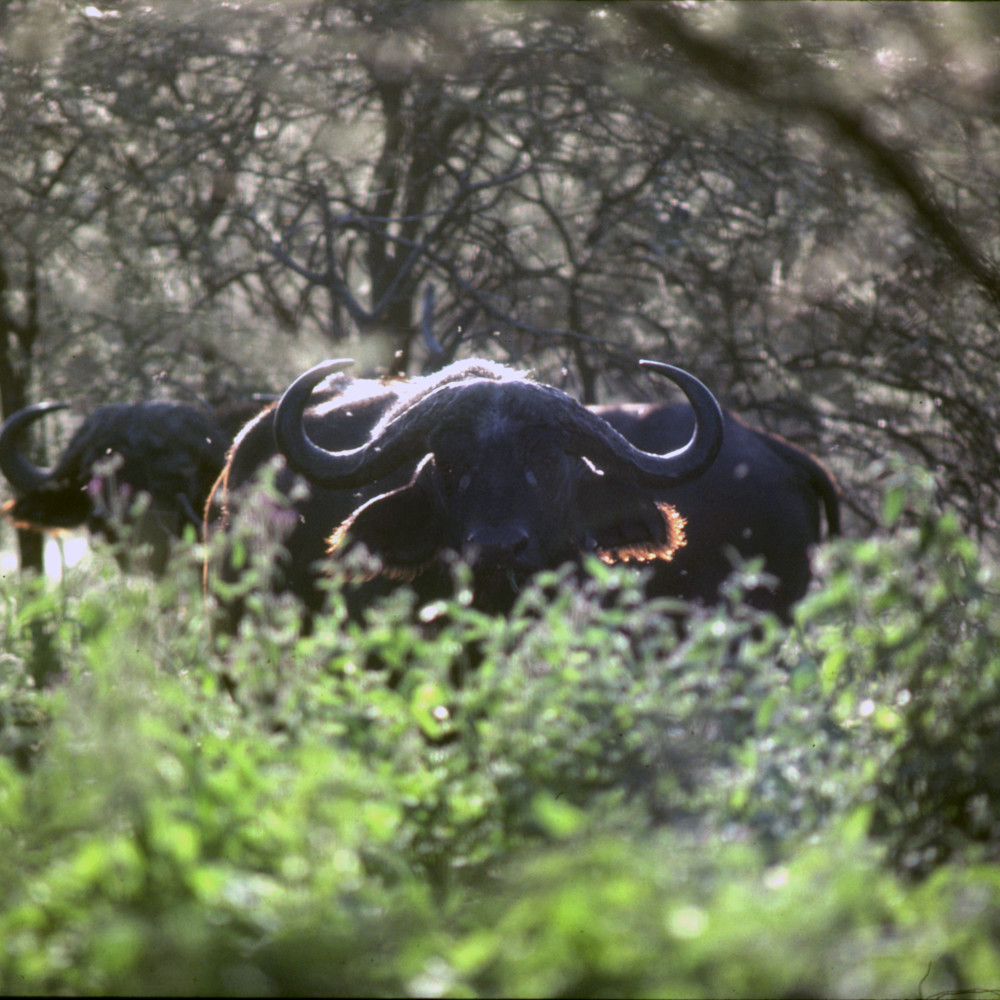 Cape buffalo001 vrvgti