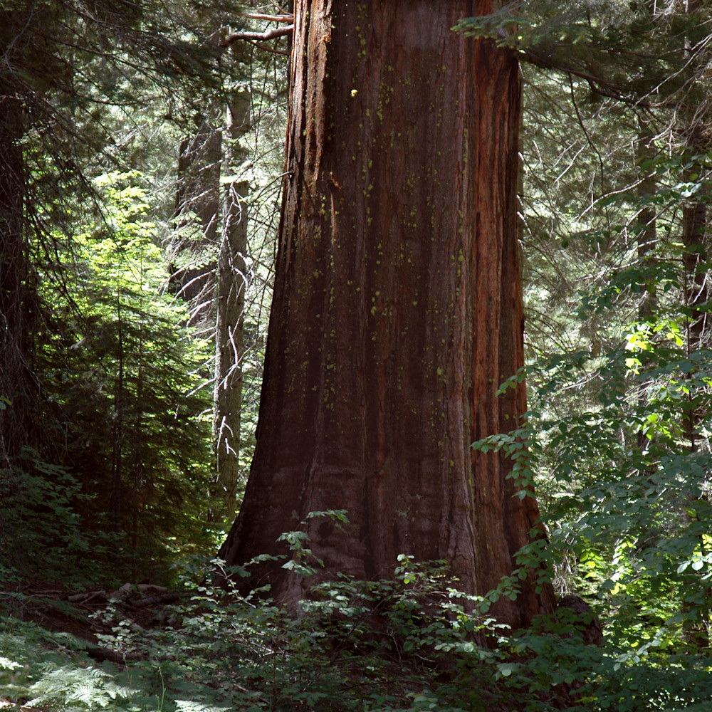 Redwood forest 1207 0050 ysvyfa