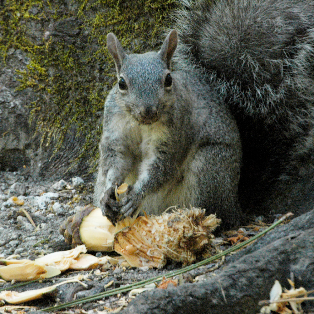 Squirrel s meal 0039 nqzxwg