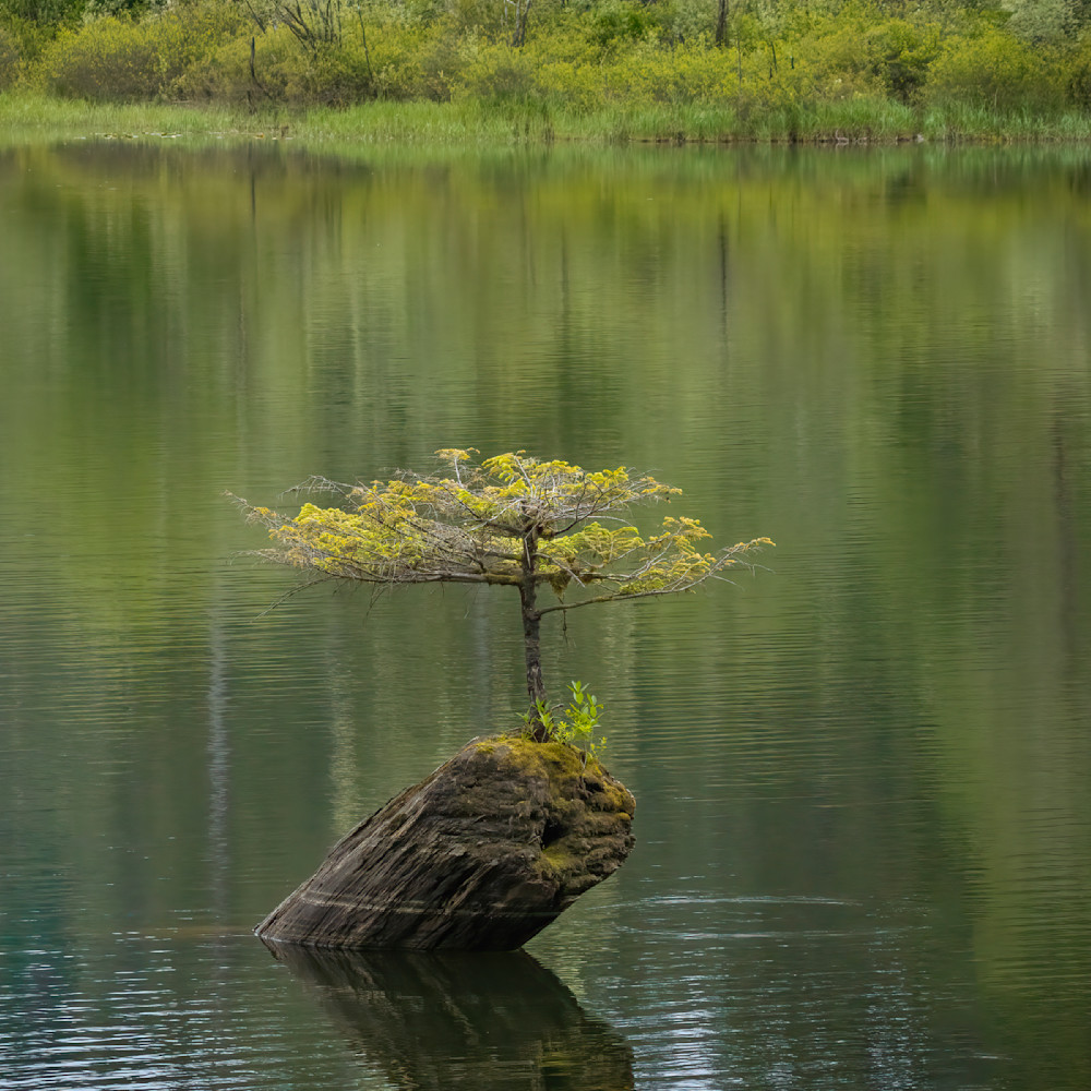 Fairy lake tree no 1 sikexw