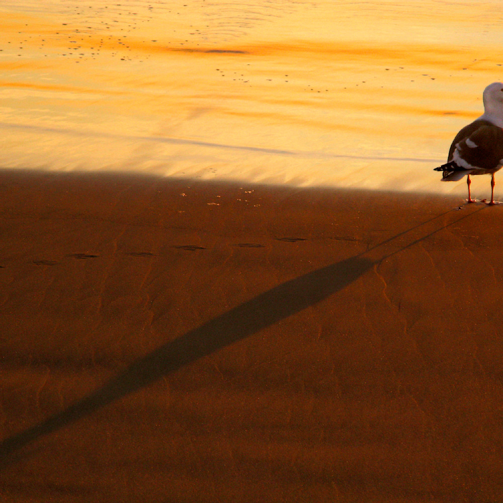 Sea gull at sunset roger archibald g58fjc