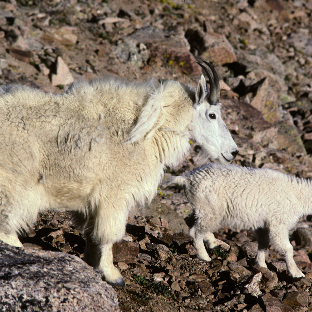 Rocky mountain goat nanny kid roger archibald dsidqp