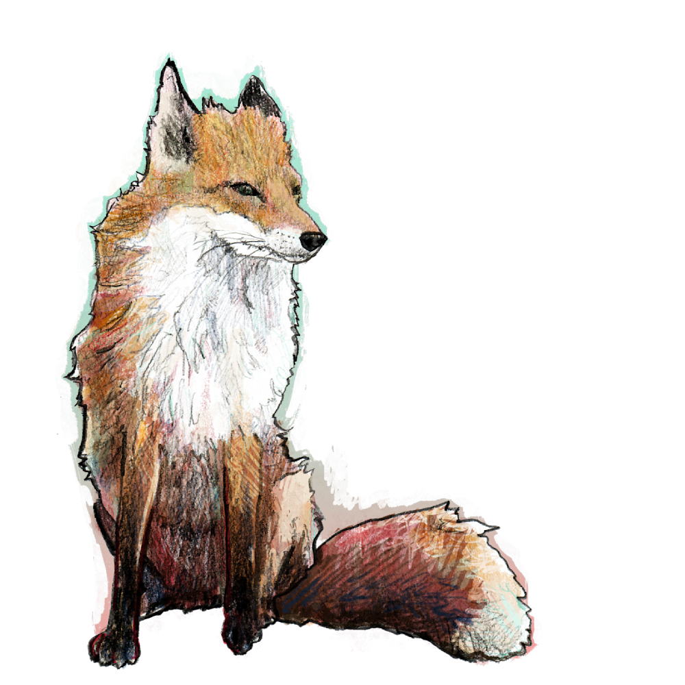 Clarity fox color transparent background kwta8z