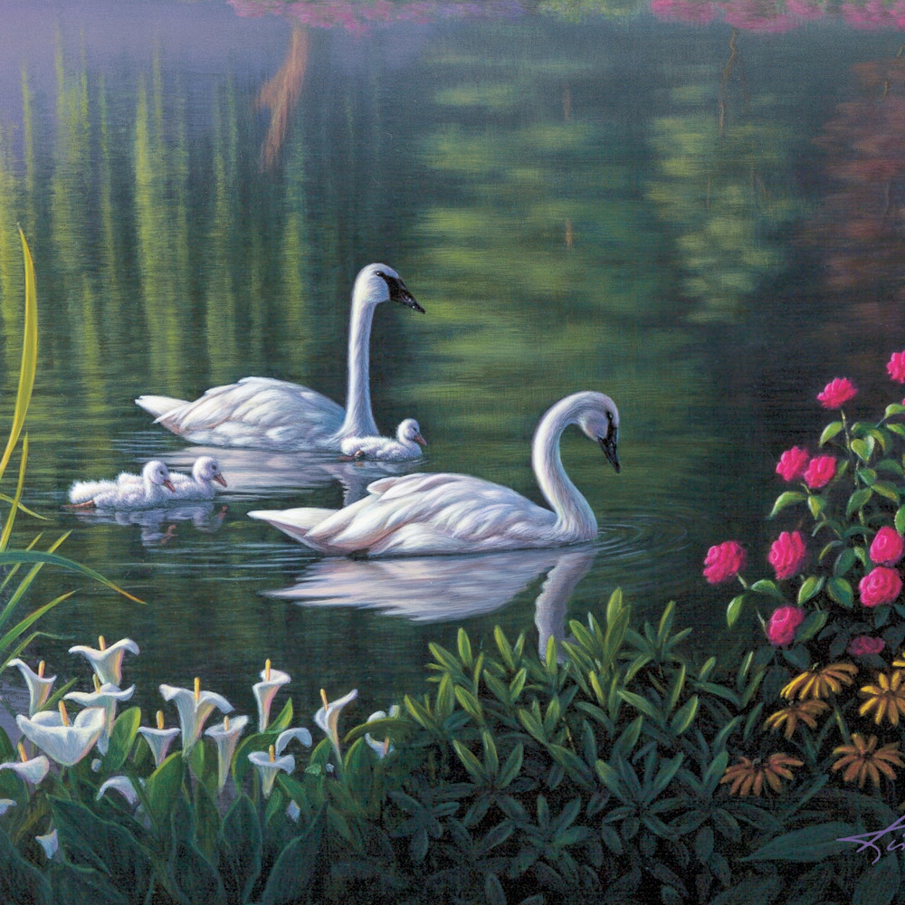 Asf swan family 18x12 06 mibsnj