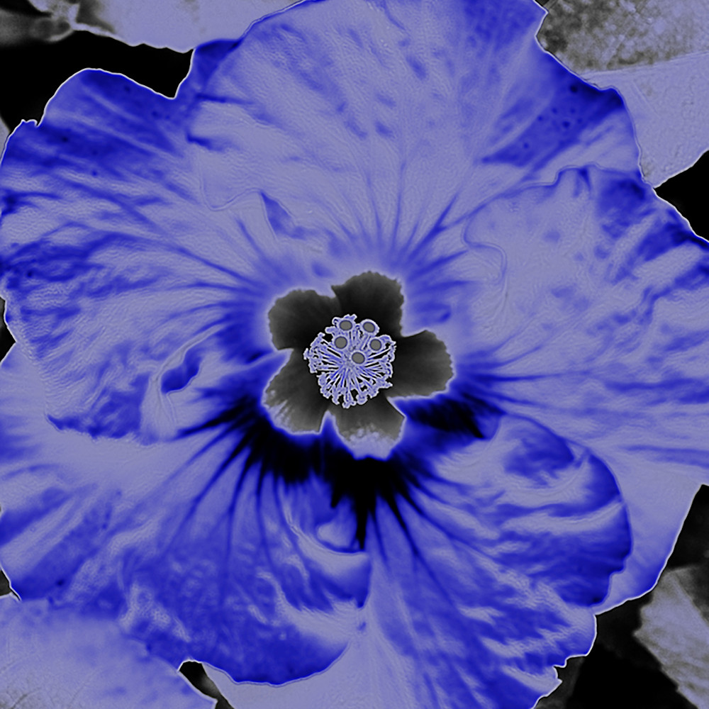 Blue hibiscus super ed40qg