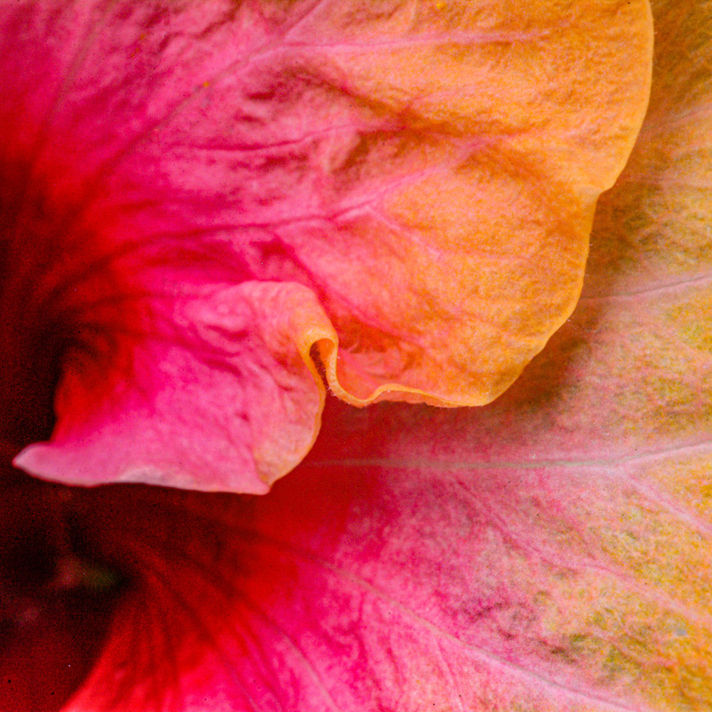 Hibiscus petals orange pink mnjygf