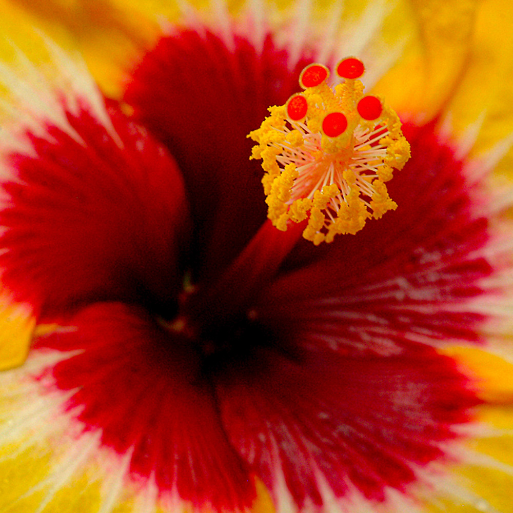 Red yellow hibiscus center xwomdc