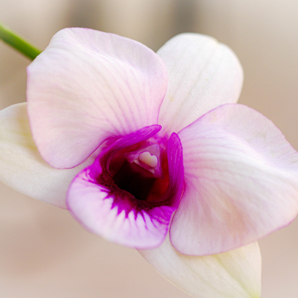 White purple orchid cu hipfta