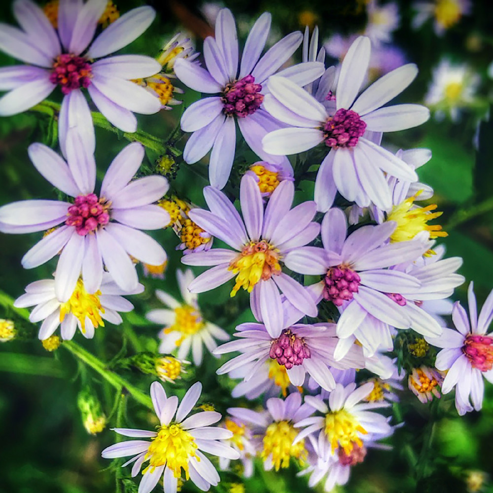 Purple daisies  q6rpew