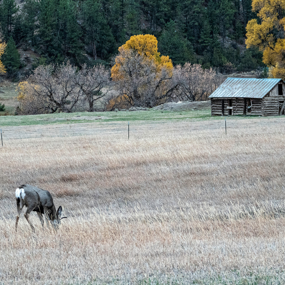 Buck in the pasture fall mstr. copy 3 yjka75