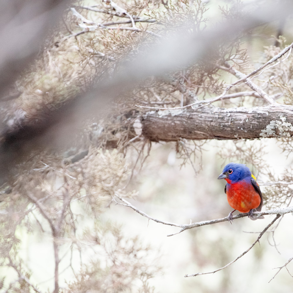 A painted bunting sfmsmc