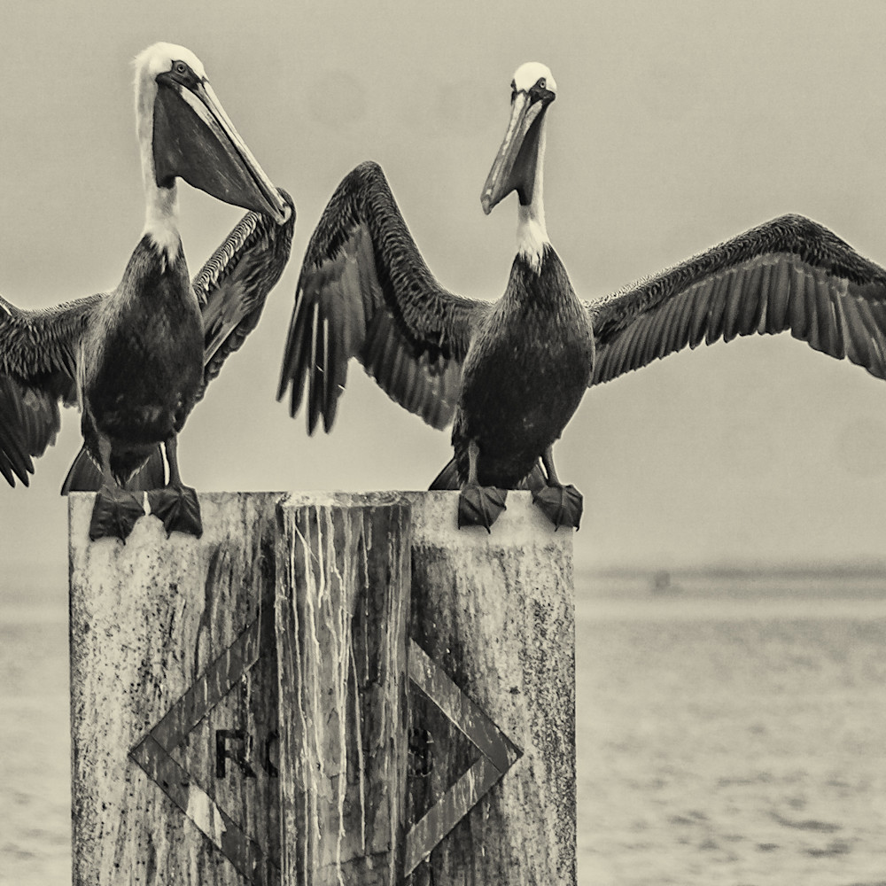 John p rossignol   pelican standoff b w emkpdl