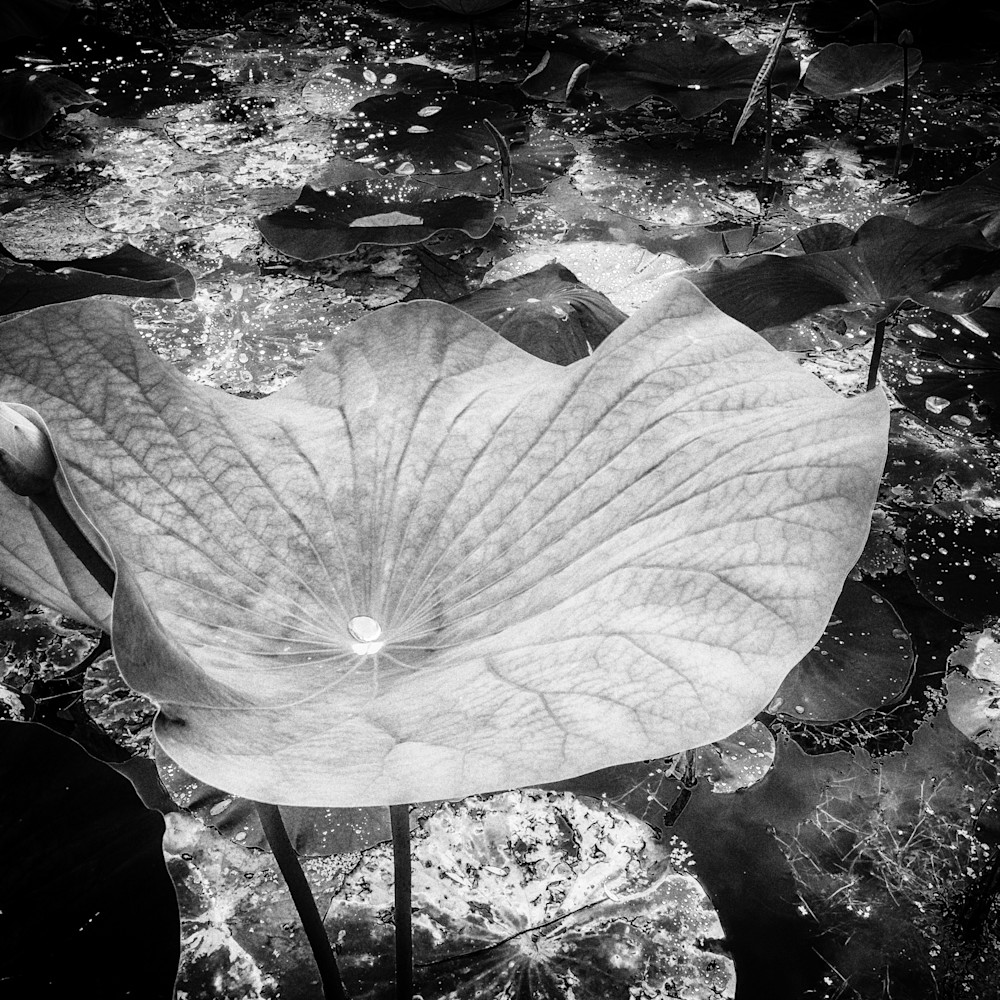 John p rossignol   lily pad oemdxy