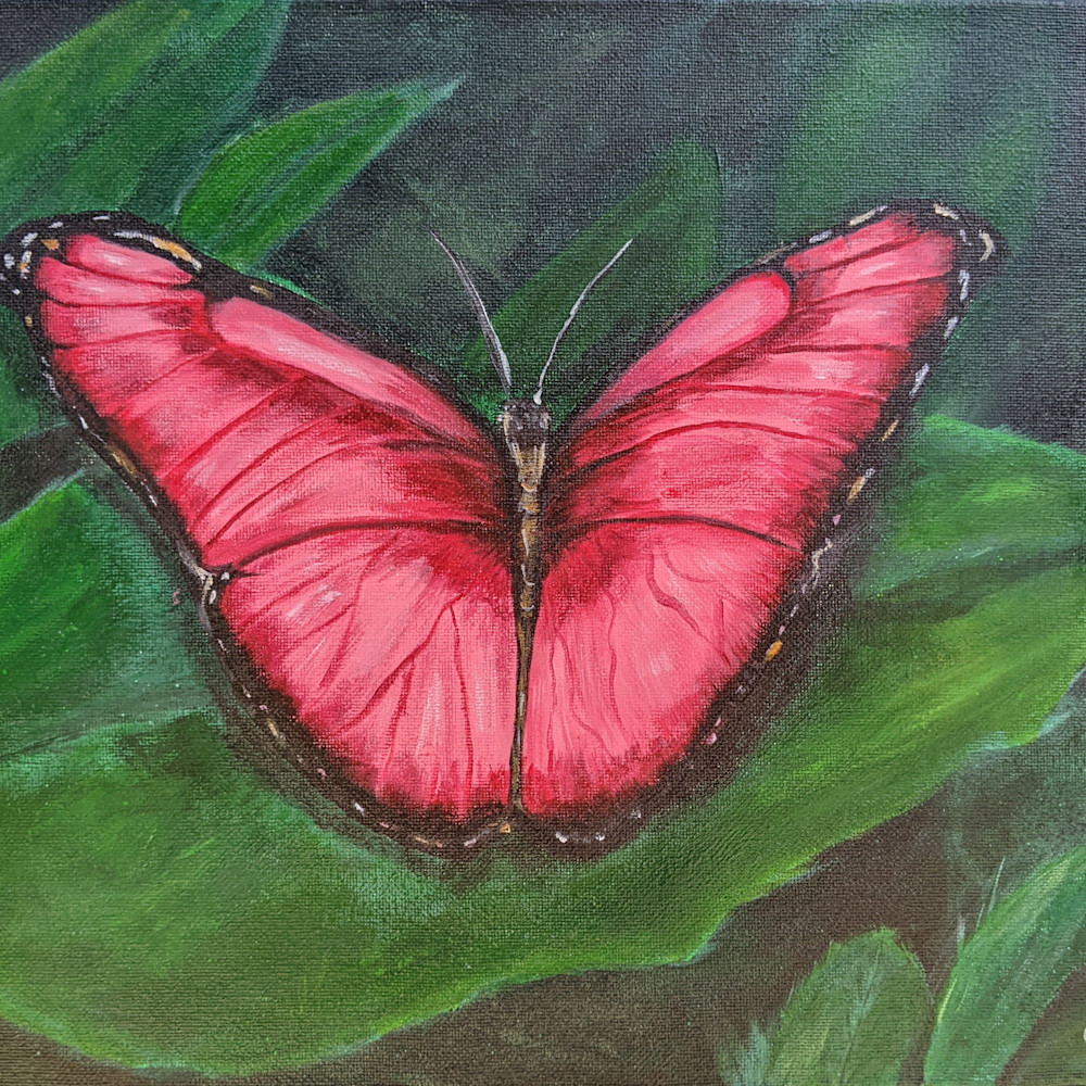 Pink butterfly kvshdl