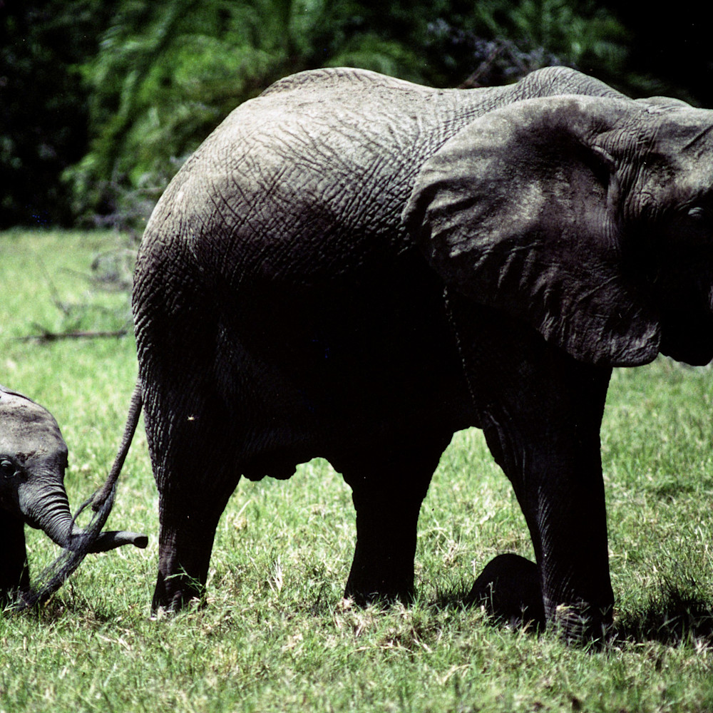 Elephant and baby zsf9gv