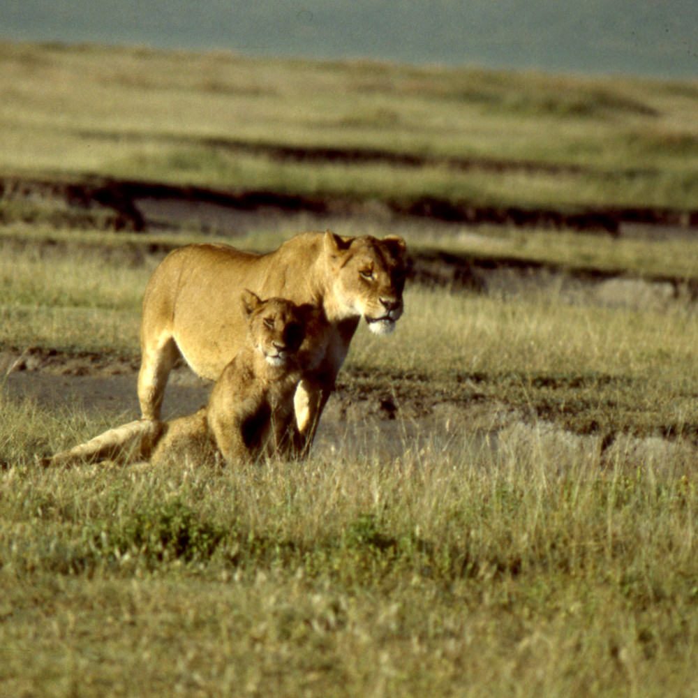 Lioness w cub tanzania 042 ueebhw