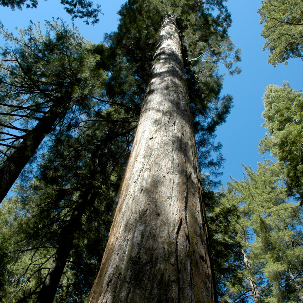 Sequoia vertical 1607 0045 d3ozsv