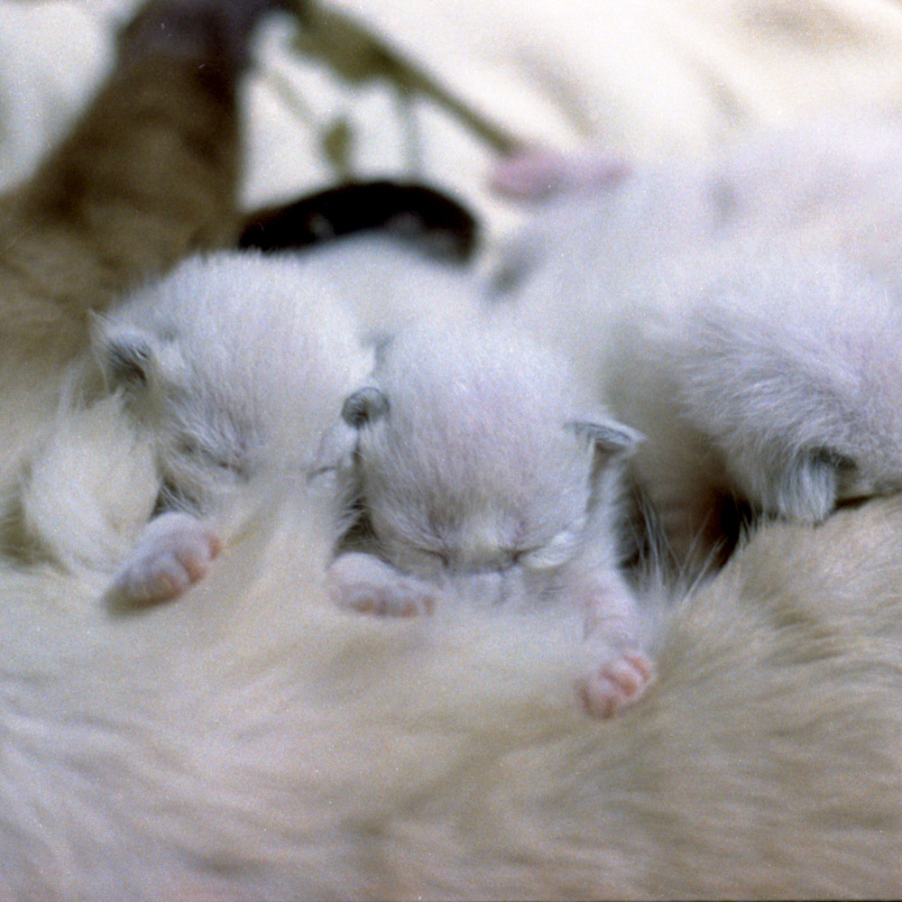Kittens nursing057 kigvjw