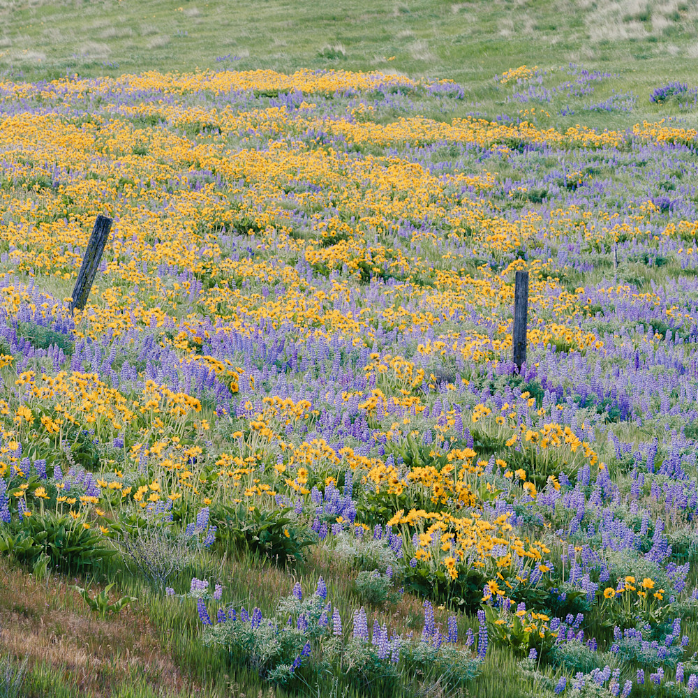 Spring wildflowers columbia hills washington 2014 qdweye