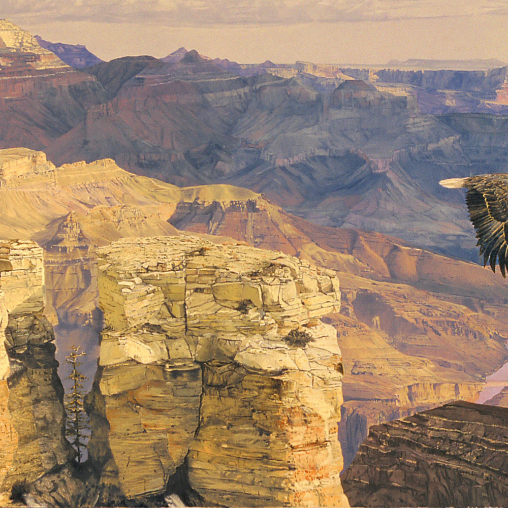 Earthsong   american bald eagle at the grand canyon w27dtu