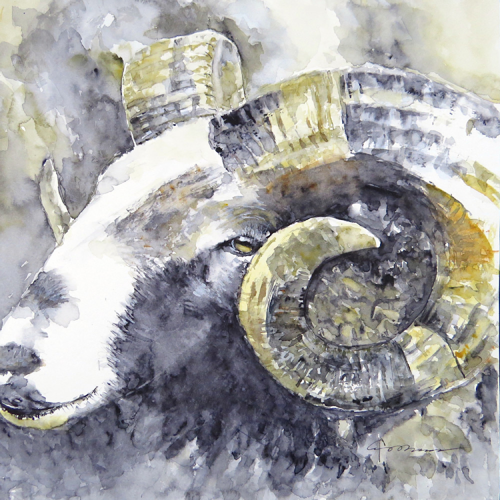 Ram sheep 2 o6jqg3