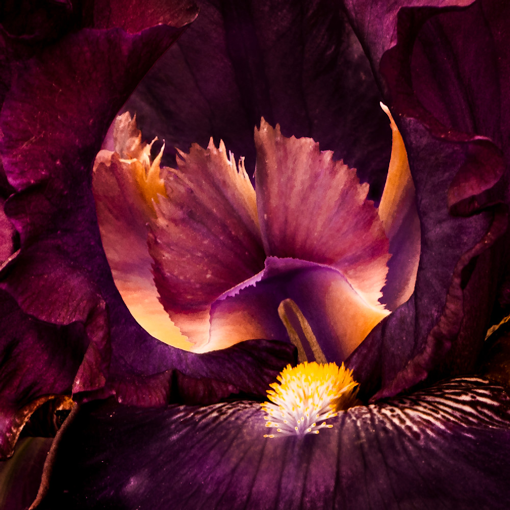 Flames within burgundy iris p1nmlg