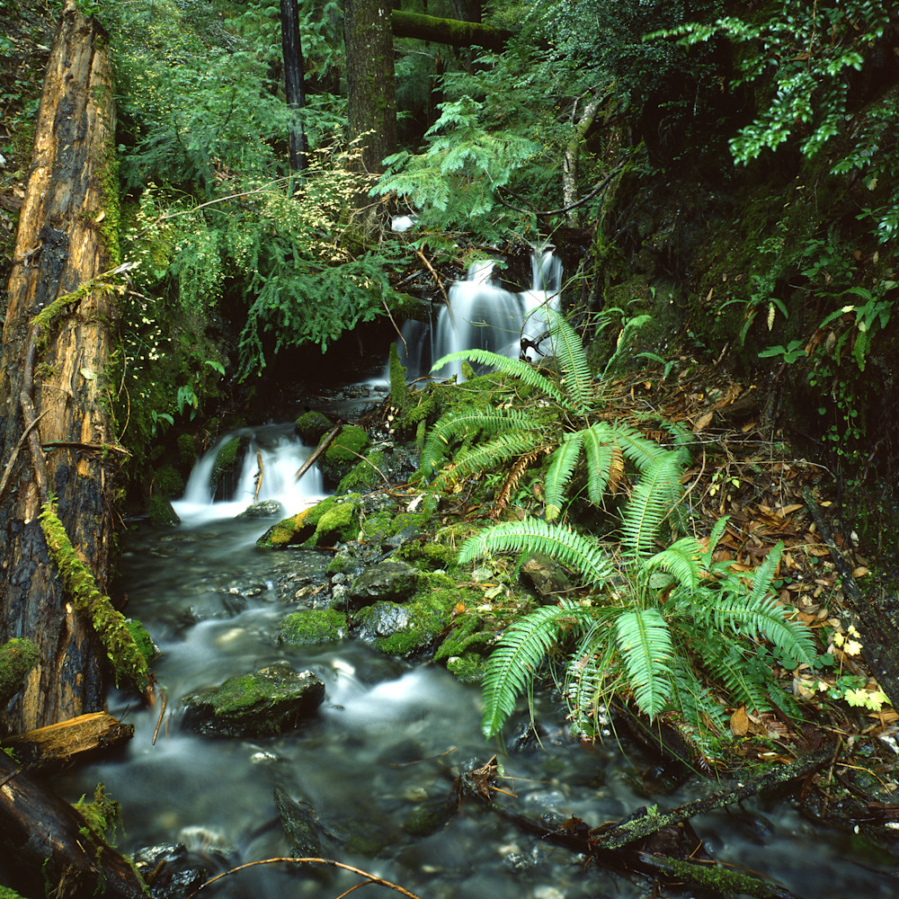 Stream in forest ii yclfnh