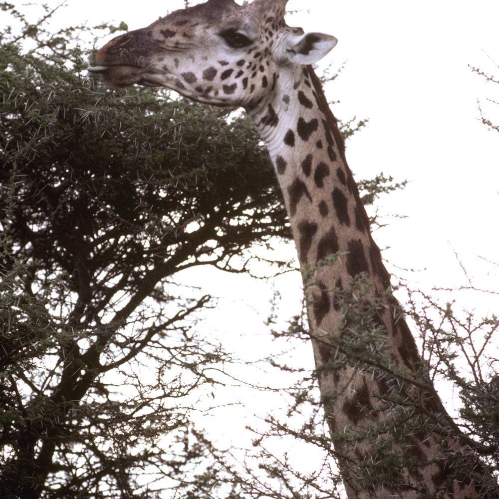 Giraffe eating 001 ozxuyp