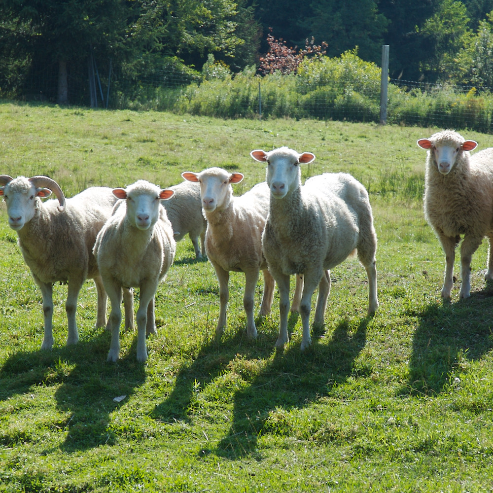 Sheep farm ny 0210 neyf1e