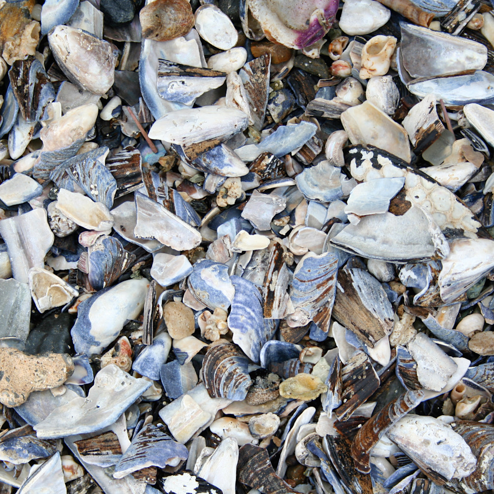 Ed roeder   sea shells wrbhey