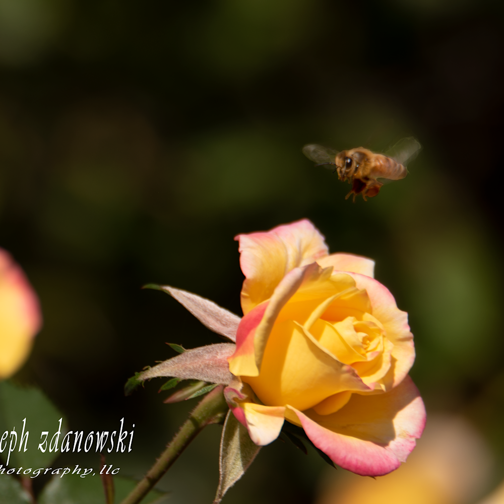 Yellow hybrid rose bee zewyjt