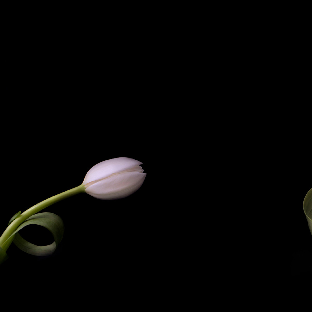 When tulips tango fkyfm6