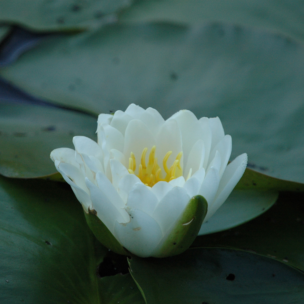 Water lilly 1507 0061 b19g0m