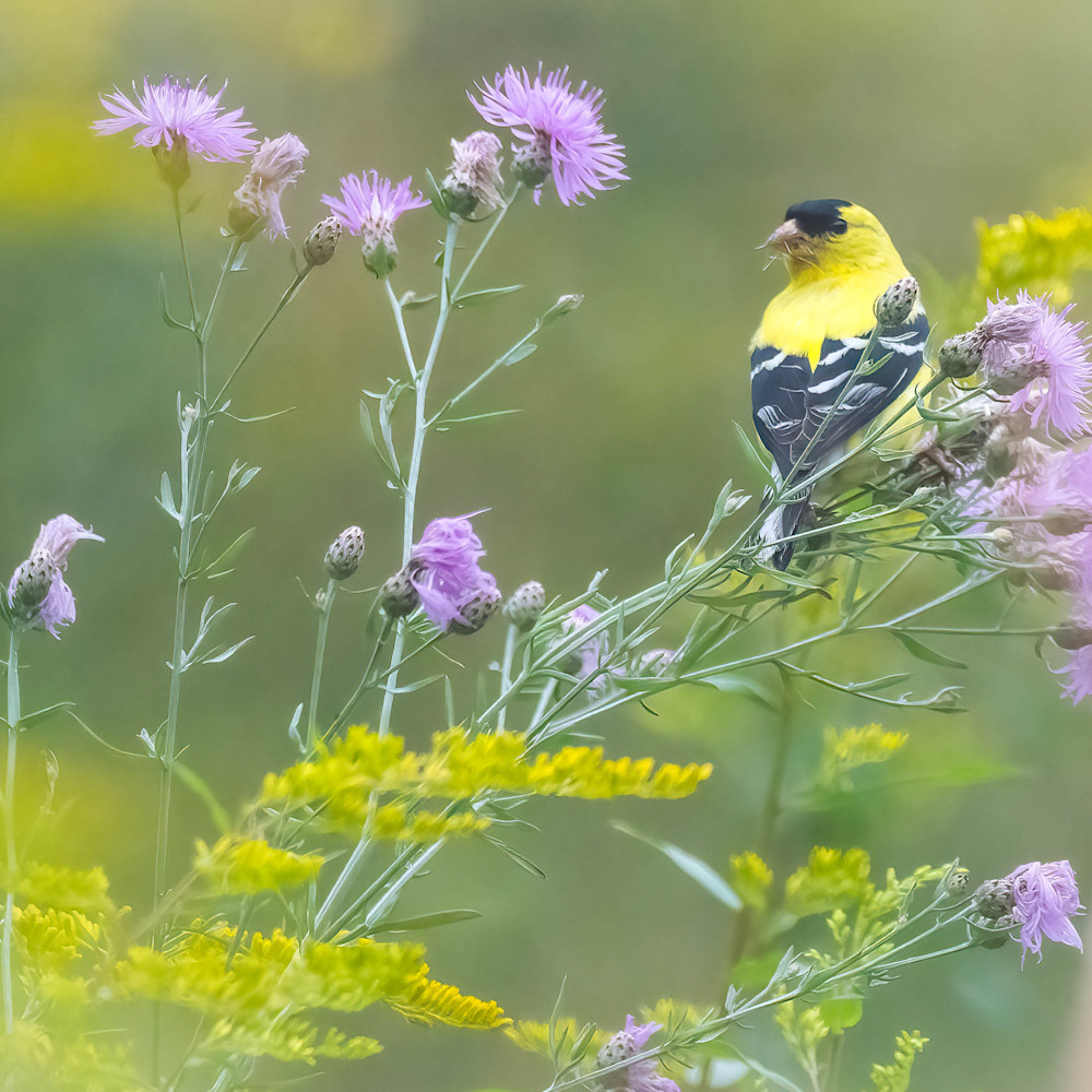 American goldfinch h1lrws