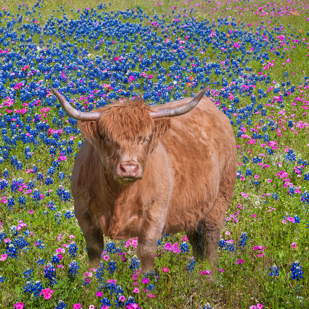 Highland cow in bluebonnets m6exnq