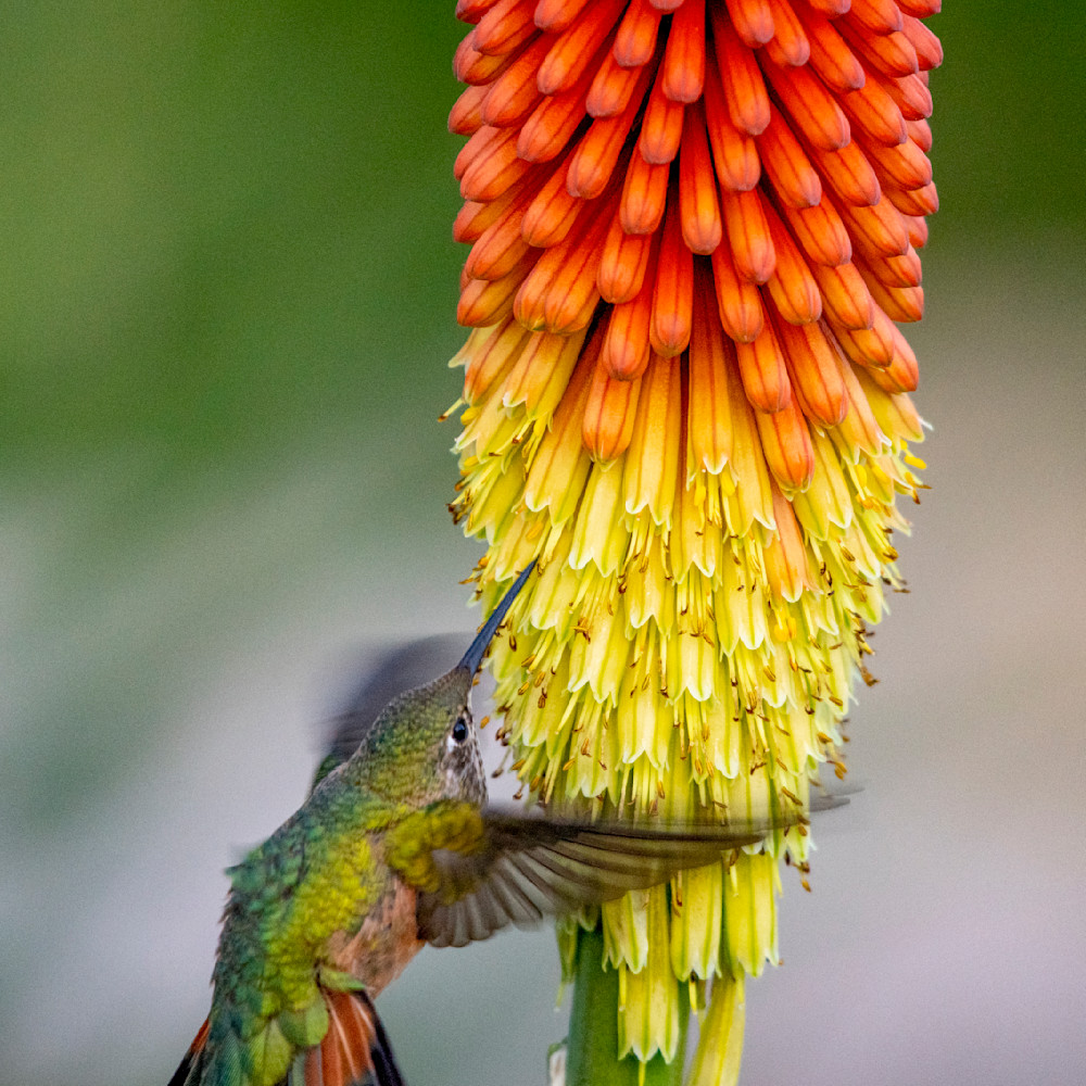 Allens hummingbird feeds h5oq9z
