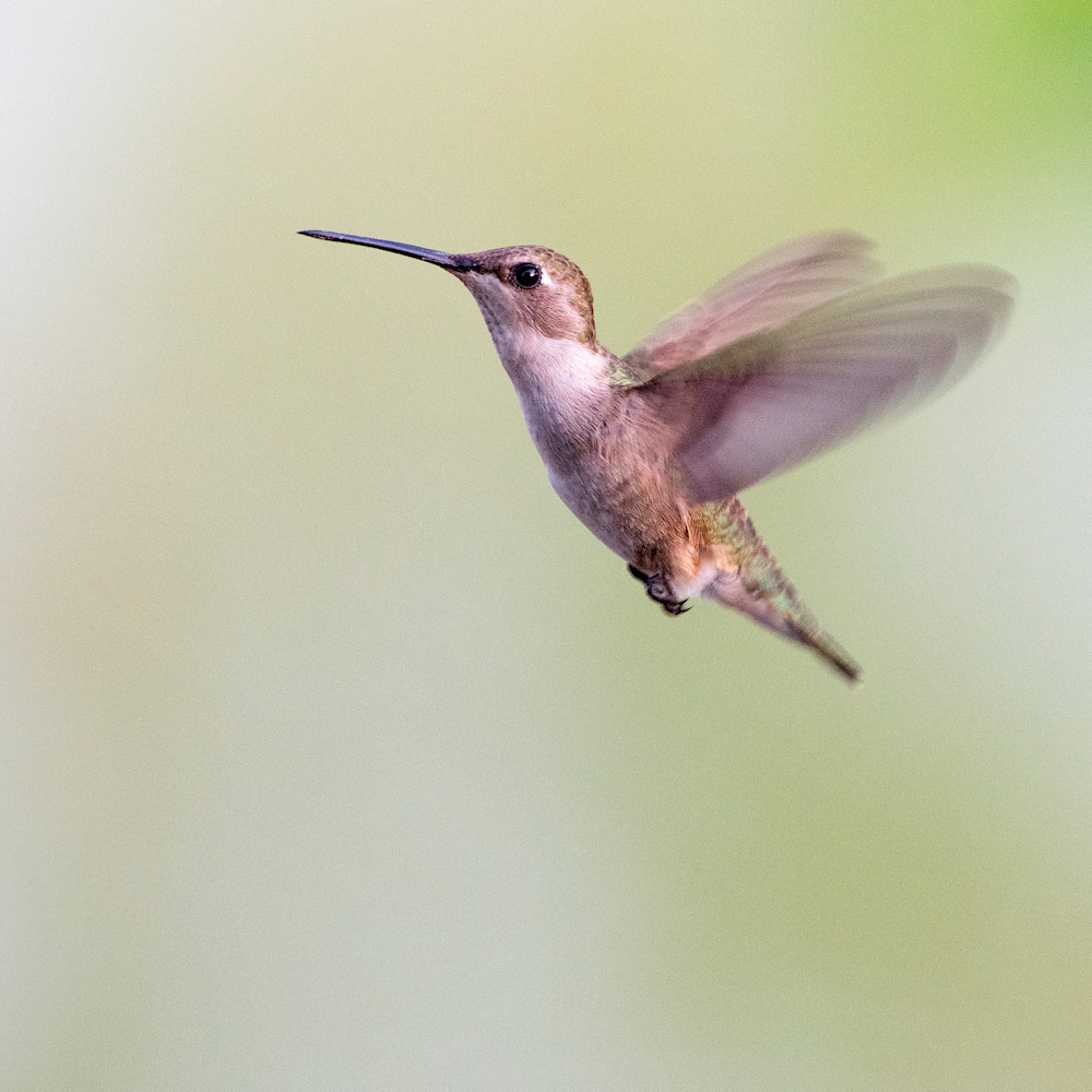 Allens hummingbird hovers mxlwlz