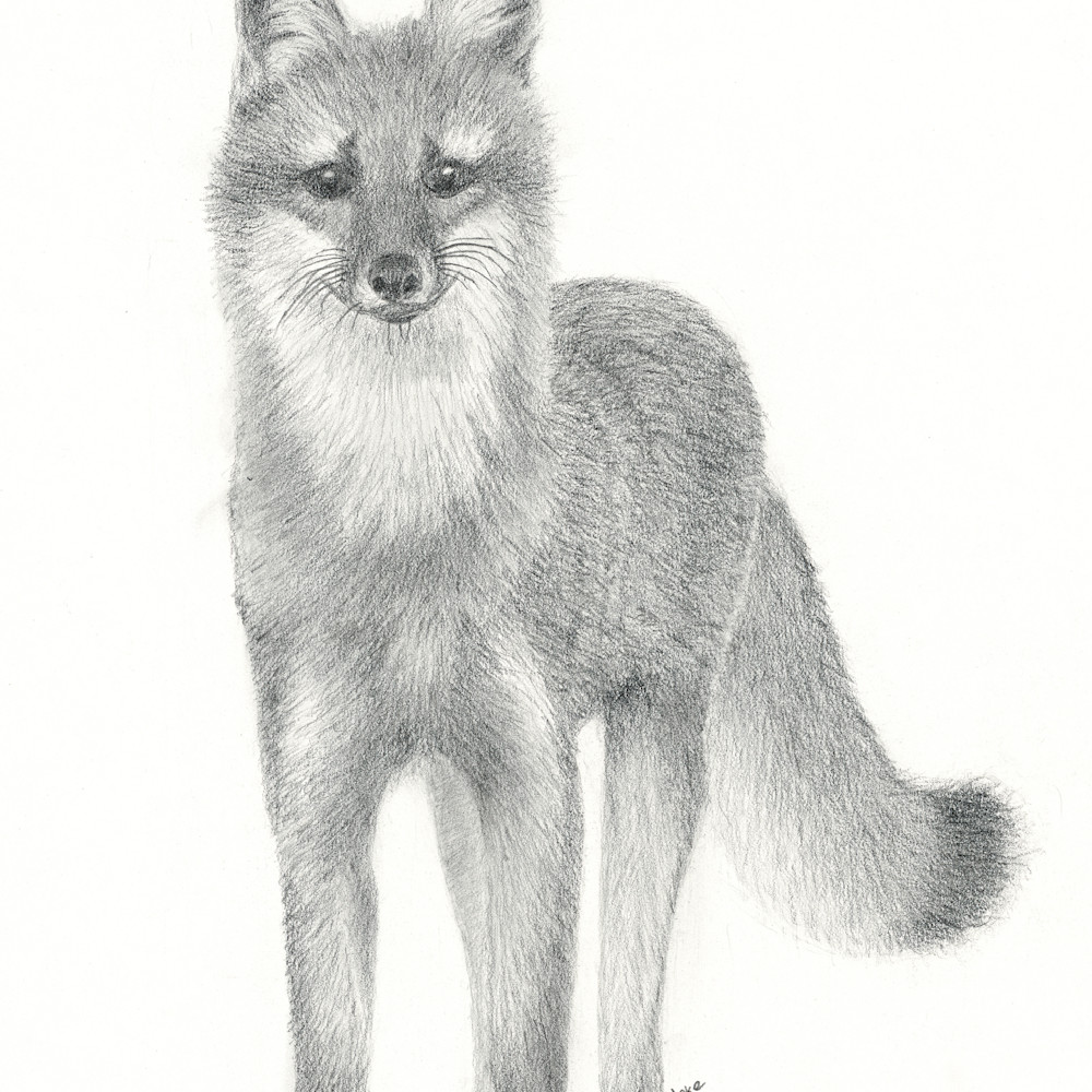 Gray fox asf zpwlai