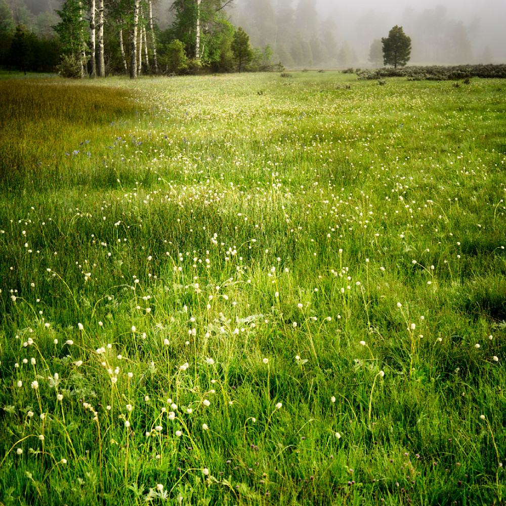 Spring meadow xdwpra