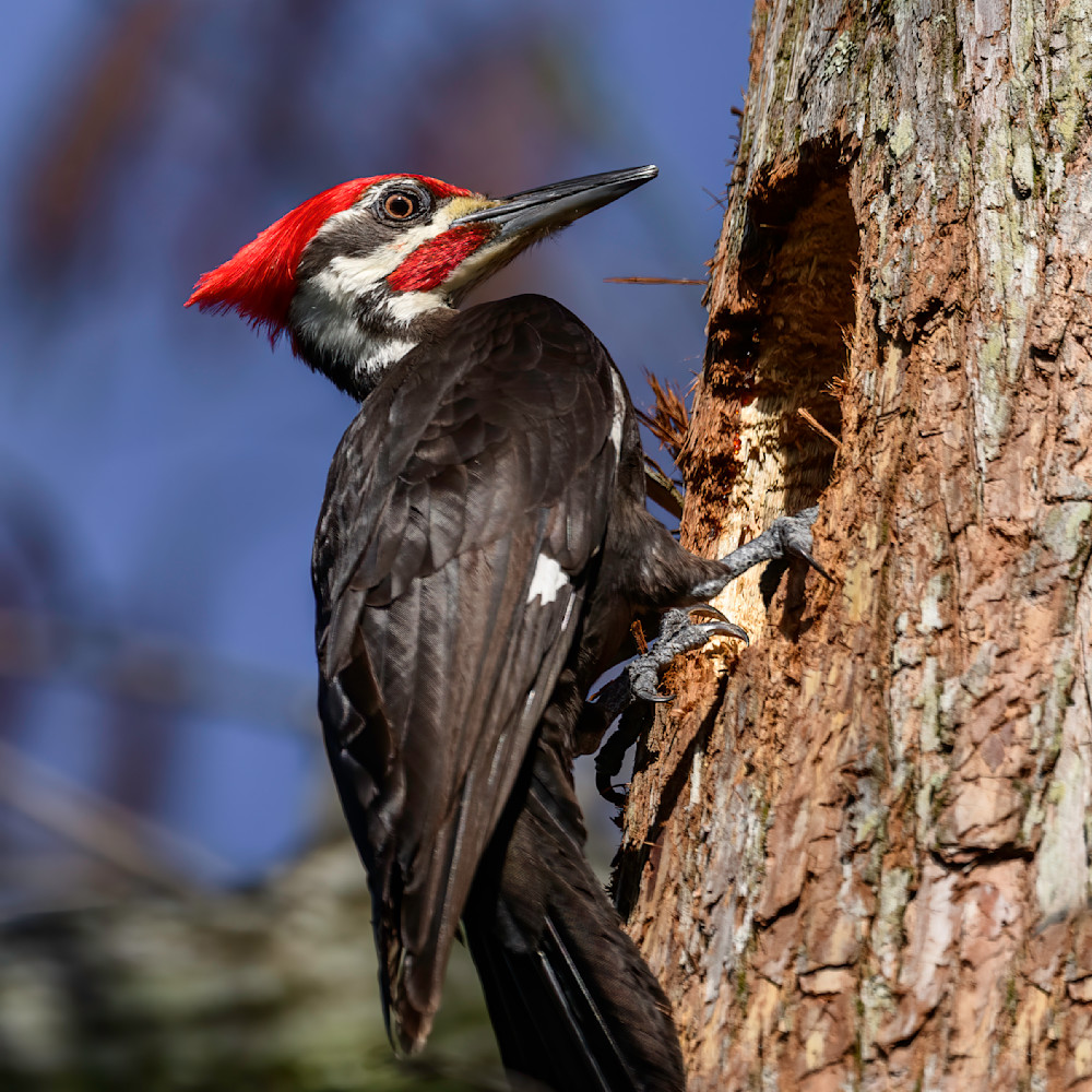 Pileated woodpecker 1a 0209 fl 3 22 2022 vclh40