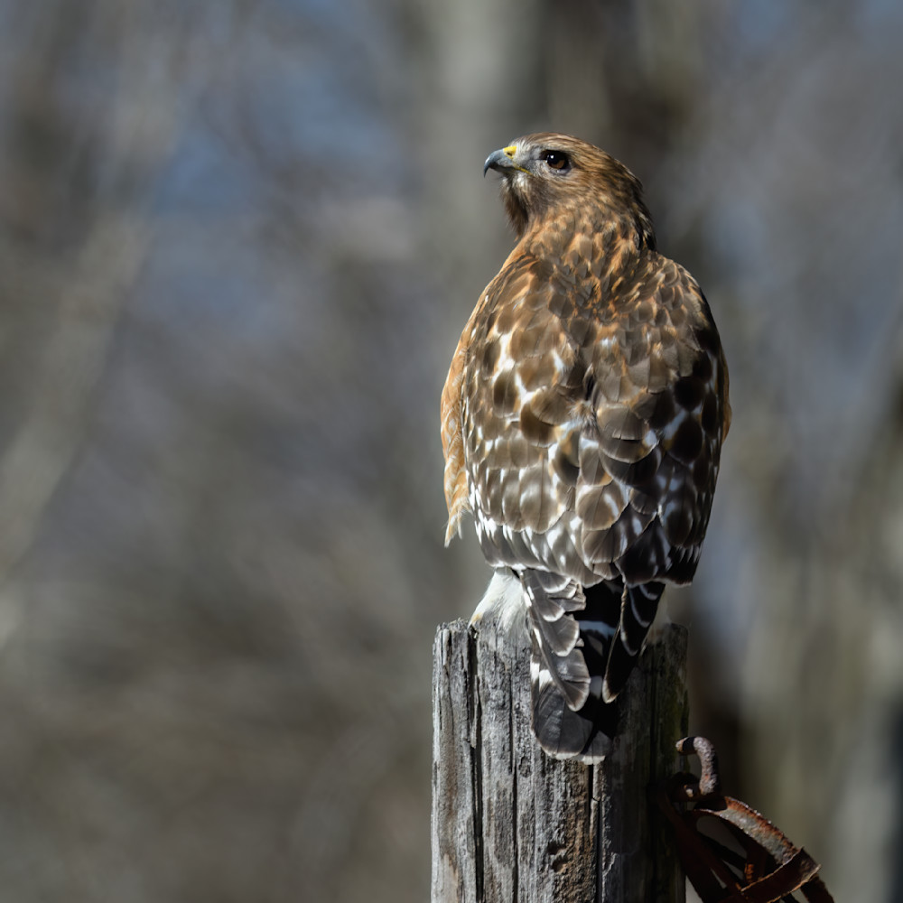 Red shouldered hawk 4a 5002998 3 15 2021 ookxyz