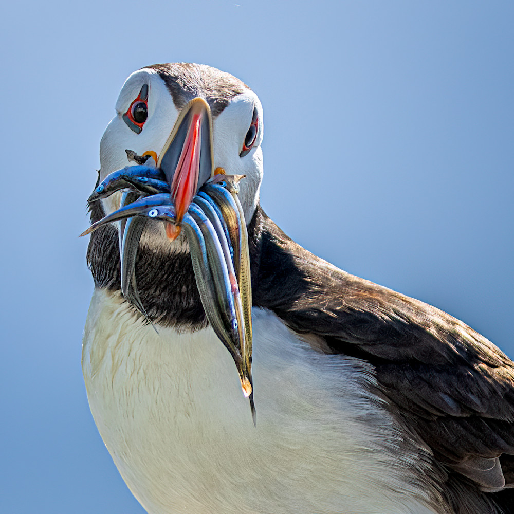 Atlantic puffin with sand eels 3 vgkuyu