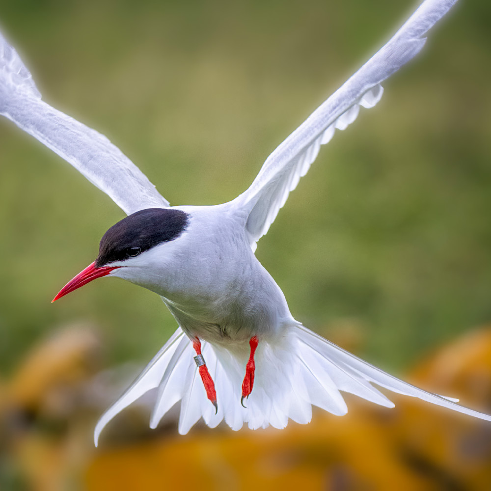 Arctic tern attack f4mjwi