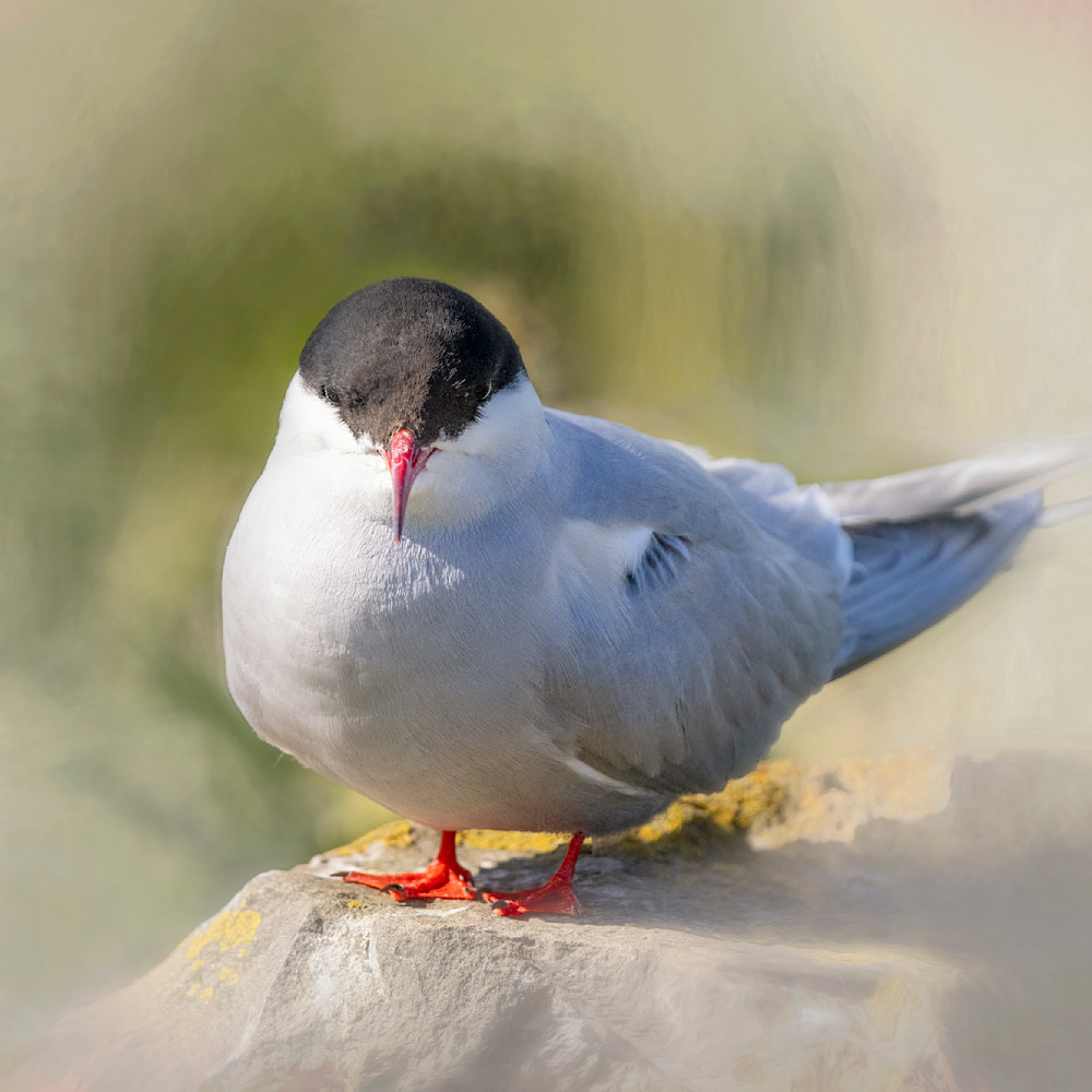 Arctic tern on a rock ywmoju