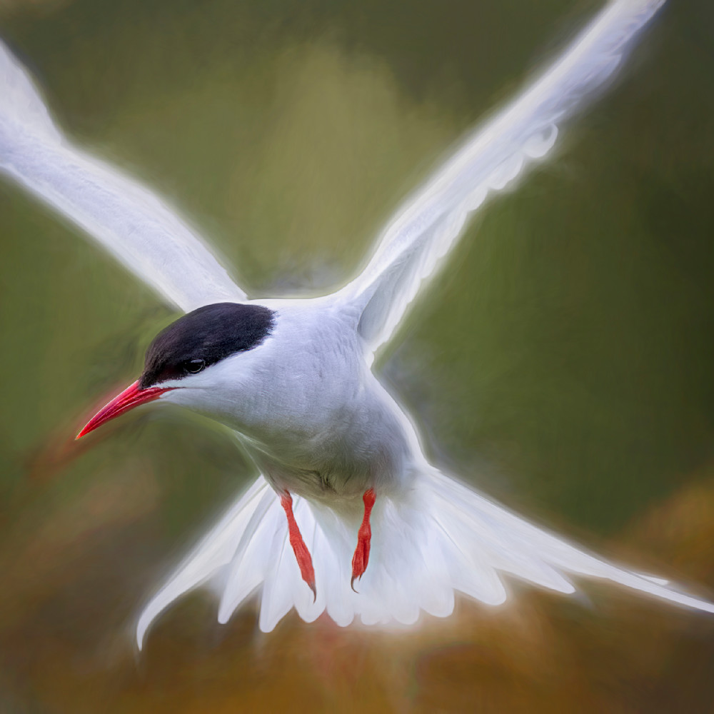 Arctic tern attack v2 w2xbmx
