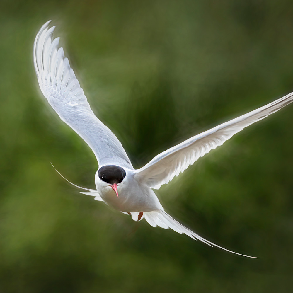 Arctic tern in flight 2 g2jdmv