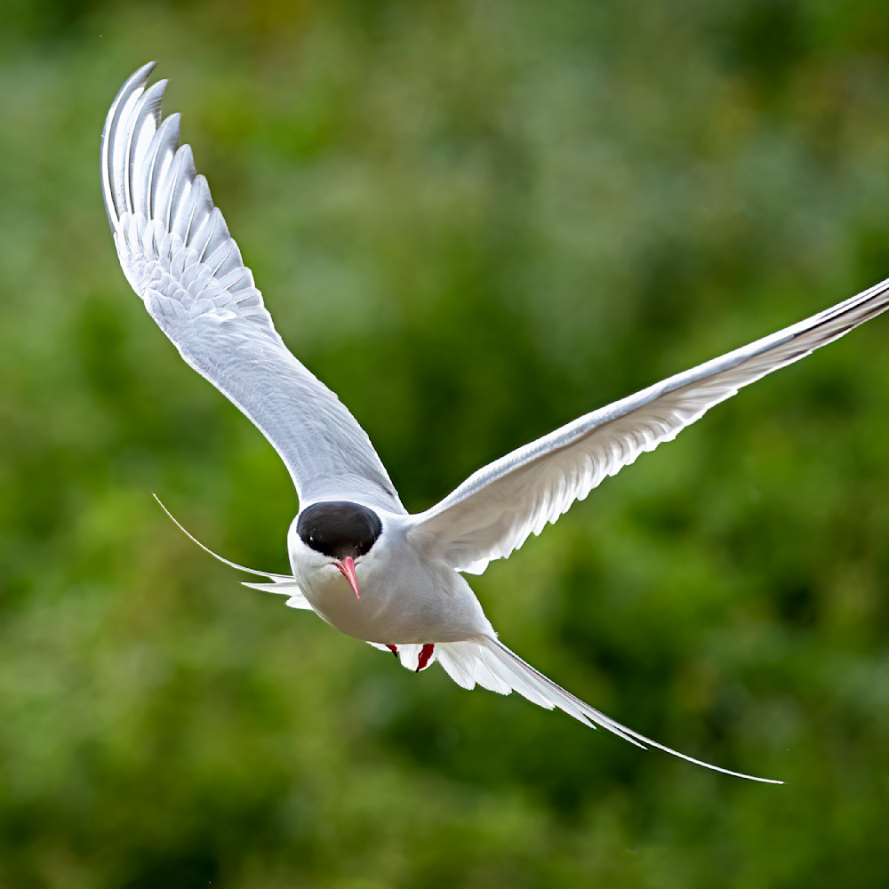 Arctic tern in flight 1 gy7zx0