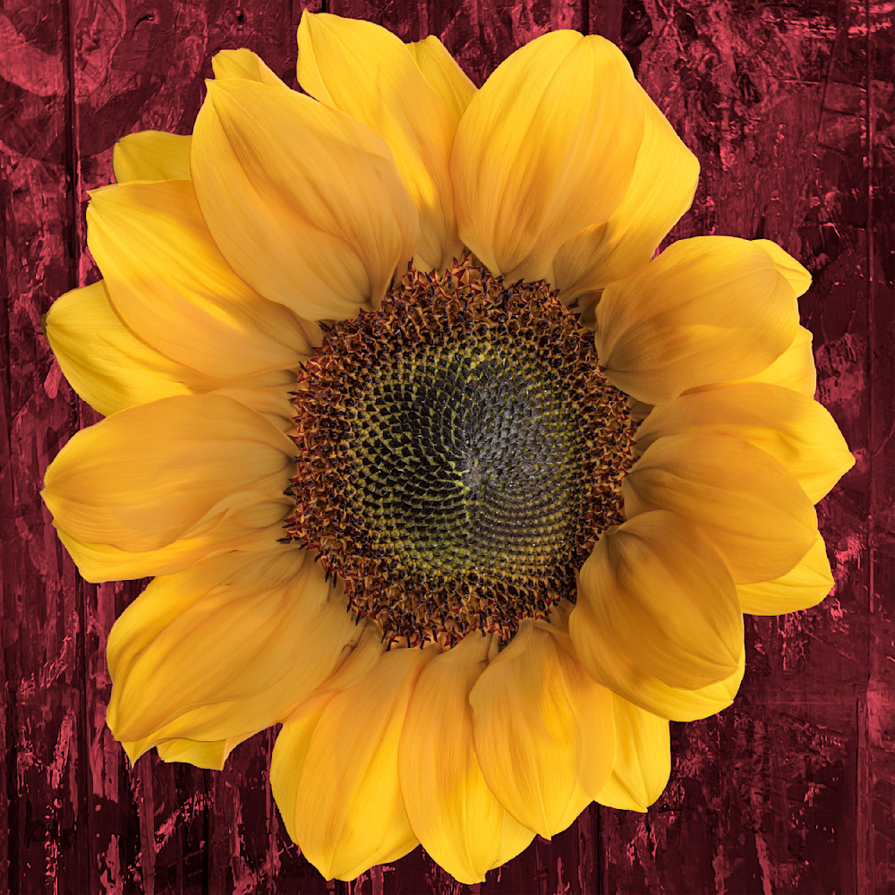 Sunflower triad bot2fp