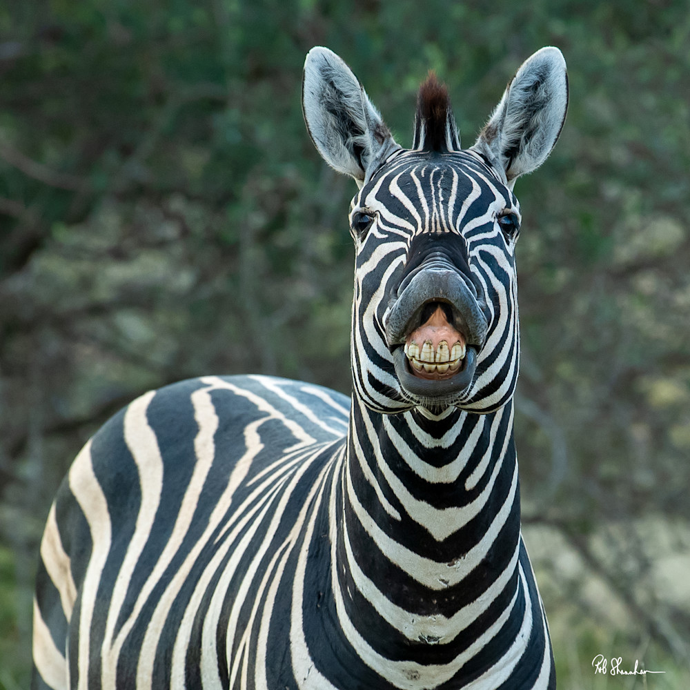 Zebra smiling g32izu