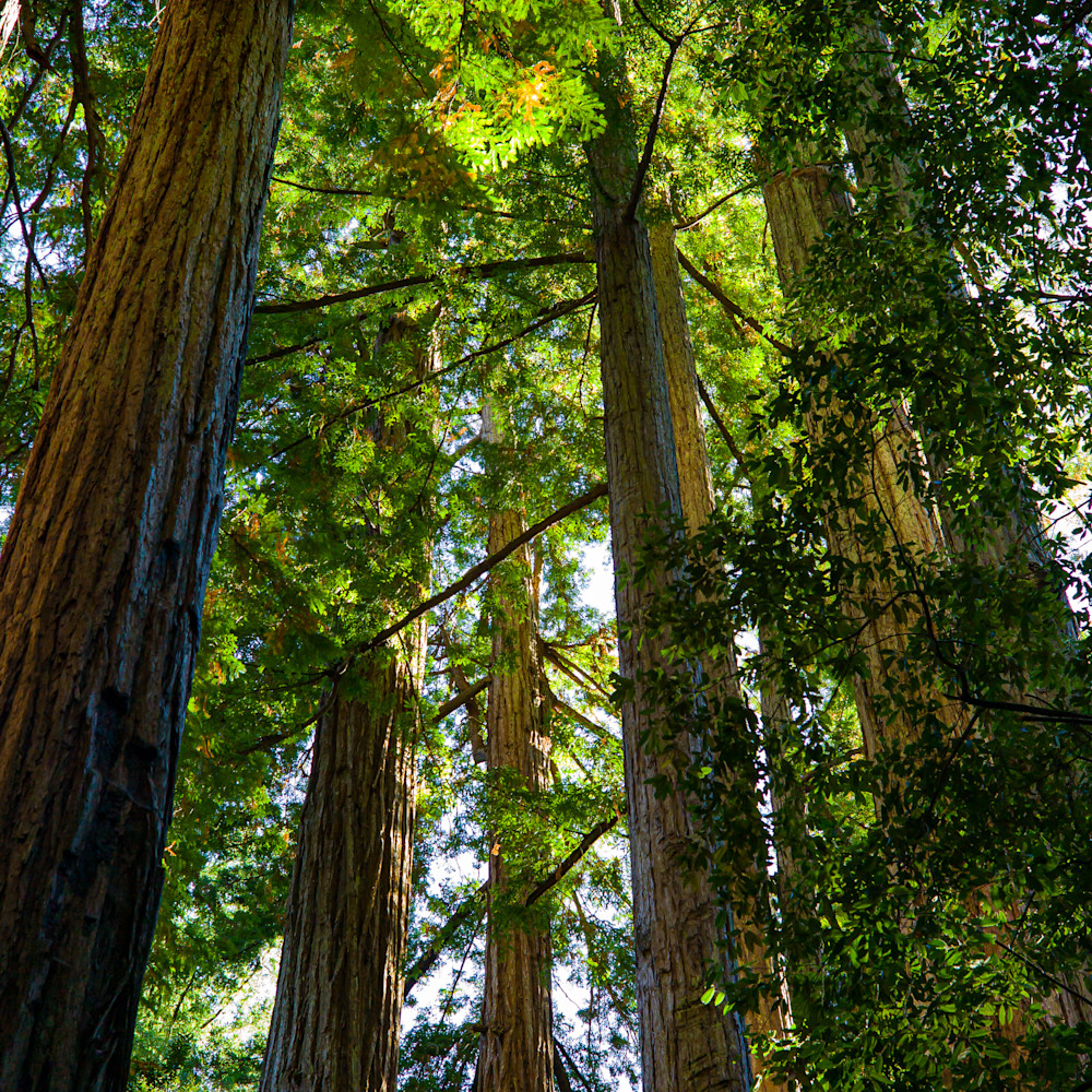 Redwoods vfjo2o